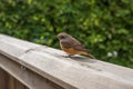 Small bird perched on wooden railing outdoors.. Royalty Free Stock Photo