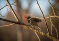 A small bird perches on a bare tree branch, grasping a red string in Royalty Free Stock Photo