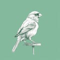 Finch Bird Illustration On Green Background: Monochromatic Tones By Conrad Roset