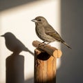 A small bird perches on a vertical wooden post, casting a distinct shadow on a light- Royalty Free Stock Photo
