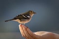 Malé pták hřadování na ruka 