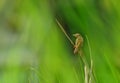 A small bird, Plain Prinia Royalty Free Stock Photo