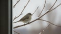 The bird s plumage is muted, blending with the wintry background Royalty Free Stock Photo