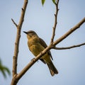 Possibly a type of tyrant flycatcher or thrush based on appearance, Royalty Free Stock Photo