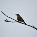 Small bird, possibly a warbler, perched on a bare branch against Royalty Free Stock Photo
