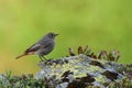 Small bird on a rockFemale Black redstart Phoenicurus ochruros on a rock