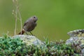 Small bird on a rockFemale Black redstart Phoenicurus ochruros on a rock