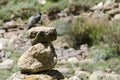 Small bird on the rocks