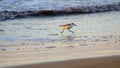 Small bird are running at water Royalty Free Stock Photo