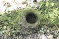 A small bird`s nest fell from a tree to the ground in the forest Royalty Free Stock Photo