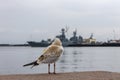 Lonely seagull on a pier near a military base against the background of warships