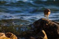 Small bird at the seashore