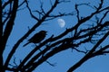 bird and moon