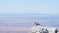 A small bird siting on a rock on top of a mountain