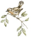 A small bird sits on a branch