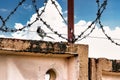 A small bird sits on a fence with barbed wire against a blue sky. The concept of freedom and peace Royalty Free Stock Photo