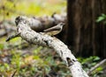 the small bird is sitting on the branch on the forest floor