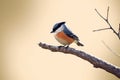 A small bird sitting on branch, Logo, cool breeze. Royalty Free Stock Photo