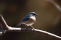 A small bird sitting on branch, Logo,