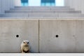 a small bird sitting on the concrete steps of a building Royalty Free Stock Photo