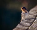 Small bird sitting on a fence. Royalty Free Stock Photo