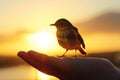 Small Bird Perched on Persons Hand