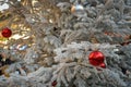 Small bird sitting and singing on christmas tree on Christmas Market in Colmar Royalty Free Stock Photo