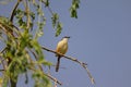 A small bird sitting on a tree branch and the open blue sky background Royalty Free Stock Photo