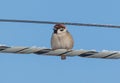 A small bird is sitting on a wire Royalty Free Stock Photo