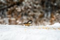 Small bird on the snow eating grains