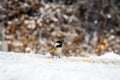Small bird on the snow eating grains
