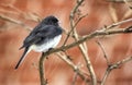 Small Bird in Snowfall Royalty Free Stock Photo