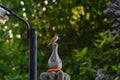 A Small Bird Sparrow Alone Perched Alone On Top Of A Statue In A Garden Royalty Free Stock Photo