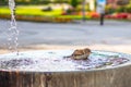 a small bird Sparrow bathing in water of a drinking fountain on a hot sunny day Royalty Free Stock Photo