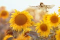 Small bird Sparrow flies to a bright yellow sunflower on a Sunny clear field