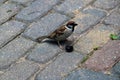 Small bird sparrow on the sidewalk asphalt brown gray