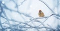 Small bird sparrow sitting on tree branch on winter nature background Royalty Free Stock Photo