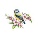 Small bird with spring apple flowers. Watercolor illustration. Hand drawn cute tiny titmouse on a spring blooming tree