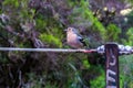 small bird standinf in a wire