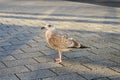A small bird is standing on a brick sidewalk Royalty Free Stock Photo