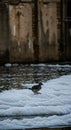 Small bird standing on white foam in polluted river. Environmental problem of water pollution Royalty Free Stock Photo