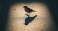 A small bird stands on textured pavement, illuminated by a focused beam of light that casts a Royalty Free Stock Photo