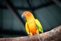 Small bird sun conures yellow green and orange color birds petting zoo free flying parrot Royalty Free Stock Photo