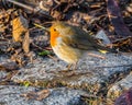 Sunlit cute robin standing on stones on the ground