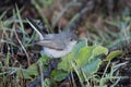 Small bird surviving another day Royalty Free Stock Photo