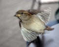 Small Bird Taking Off Royalty Free Stock Photo