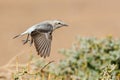 Small bird taking off from a tree branch Royalty Free Stock Photo