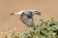 Small bird taking off from a tree branch Royalty Free Stock Photo