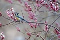 Small bird titmouse on the tree