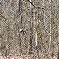 Small bird titmouse sitting on tree branch